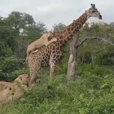 Fuck this giraffe.