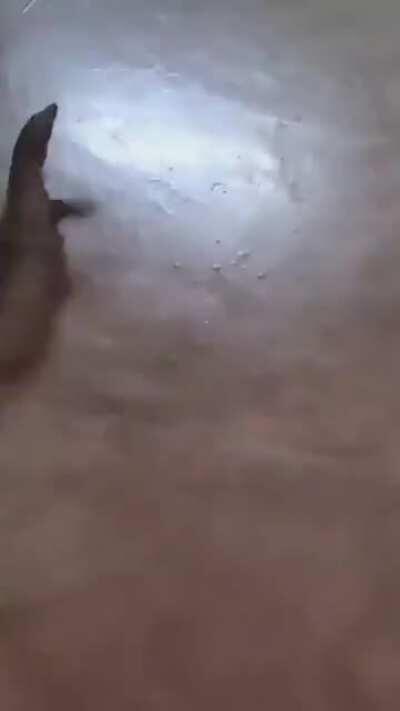 I'm fast as f*ck boiii