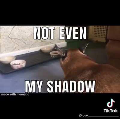 floppa liked wlr (credit:@guy idk how much”_”)