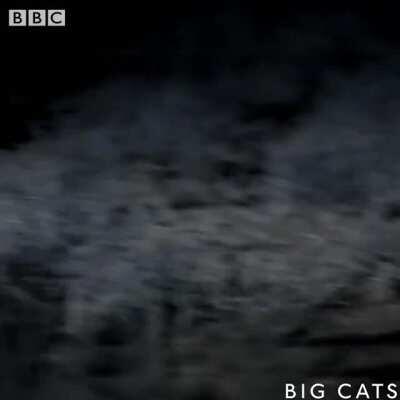 The Master of all Assassins!