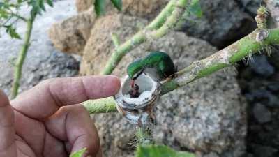🔥 A hummingbird feeding its chicks