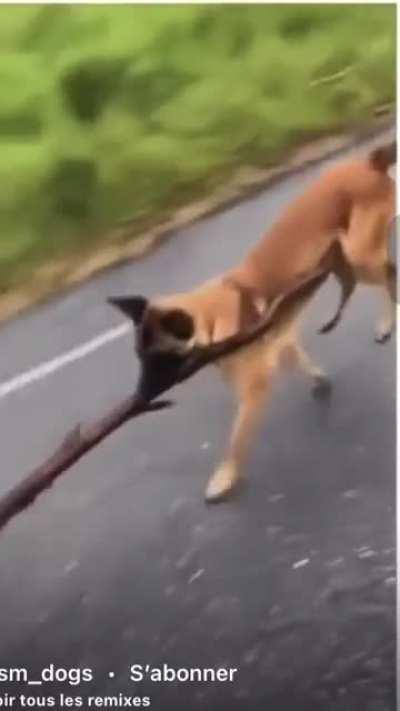 Rule 1 : Bring back stick !