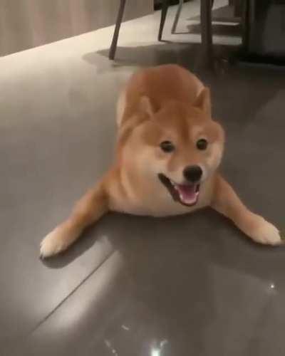 Doggo turned into a sea lion for a moment