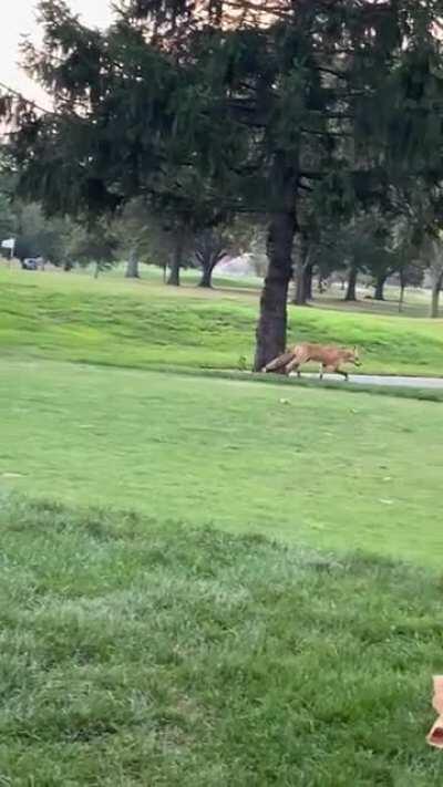 Hanging out with some foxes at the Eisenhower park Red Course
