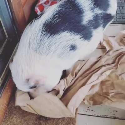 Reasons why I love chewy.com