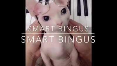 Smart bingus smart bingus