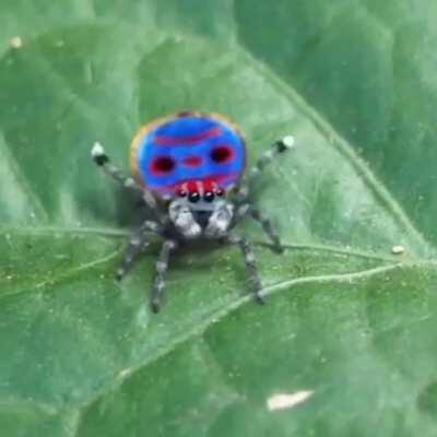 Dancing Spider with Sea Shanty