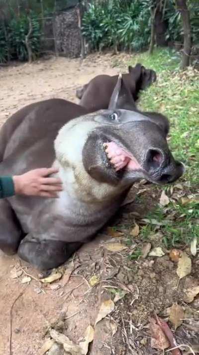 Petting a tapir