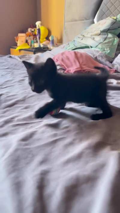 Smol panter doing his stuff