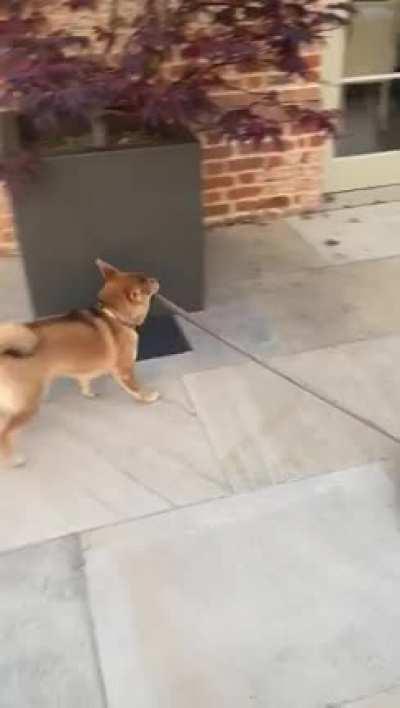 in case someone needs a cleaner, she will charge you 5 treats per hour