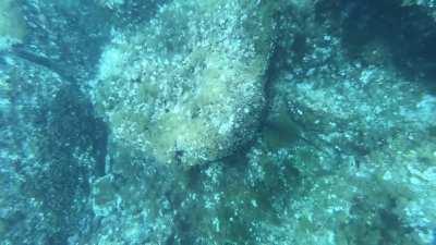You never know what you'll find at the bottom (Columbretes Islands, Spain)