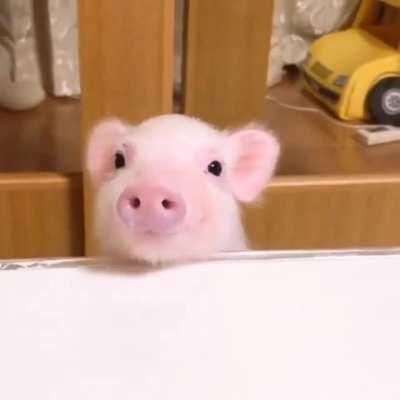 A very polite piglet. Why do we breed and slaughter other sentient beings?
