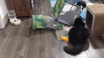 Bought this for our foster kittens but apparently our biggest boi decided it's for him.