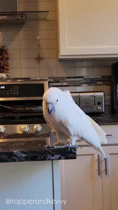 Cockatoo can't have a hotdog, drama ensues.
