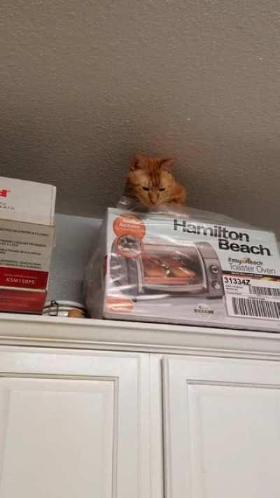 Freddie likes to nest with narration.