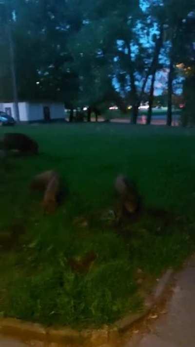 Wild boars roaming in Gdynia