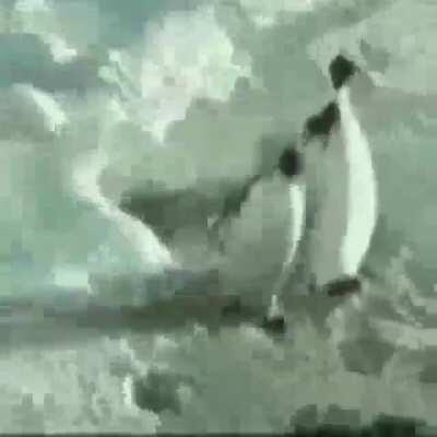 Penguin Push