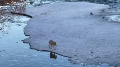 Coyote in Prince’s island park today evening.