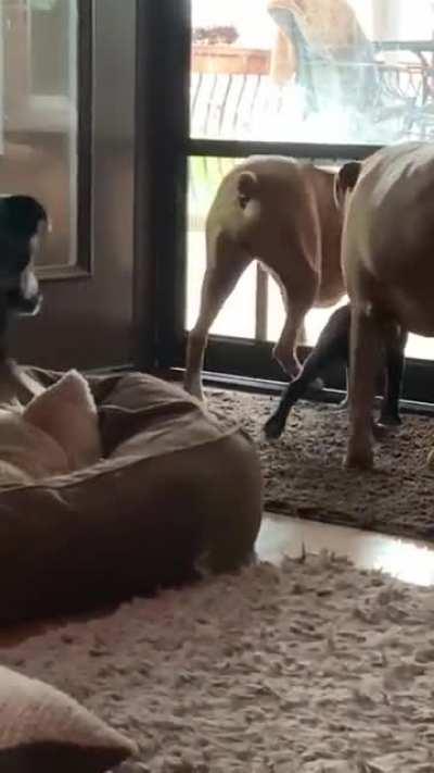 Good boys teaching the pup how to use the doggy doors