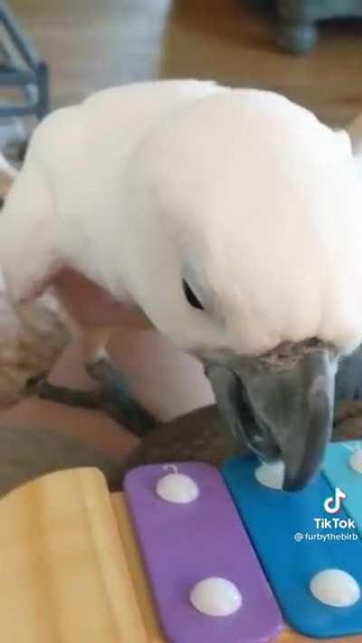 Spreading Birb Love: Day 22