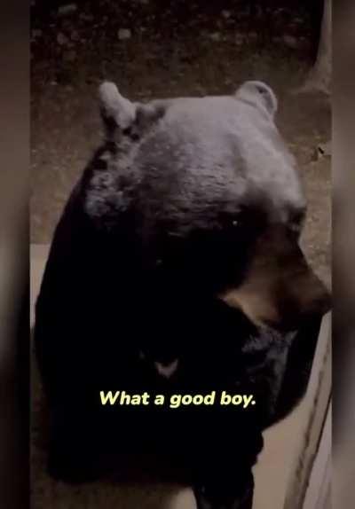 Wild bears have unique relationship with woman