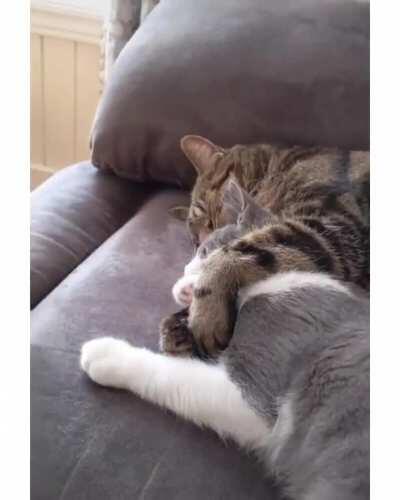 Literalmente el fag chat y timi