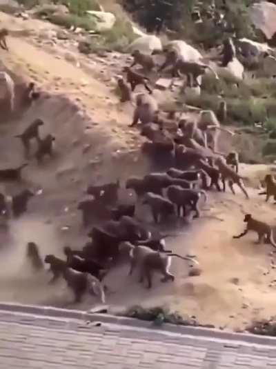 Monkey clans at war