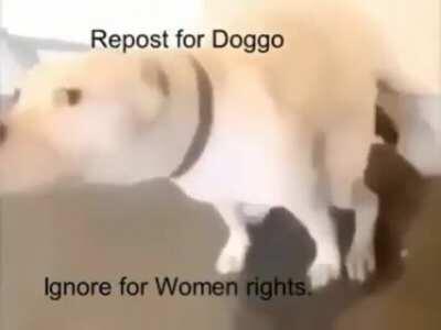 Doggo