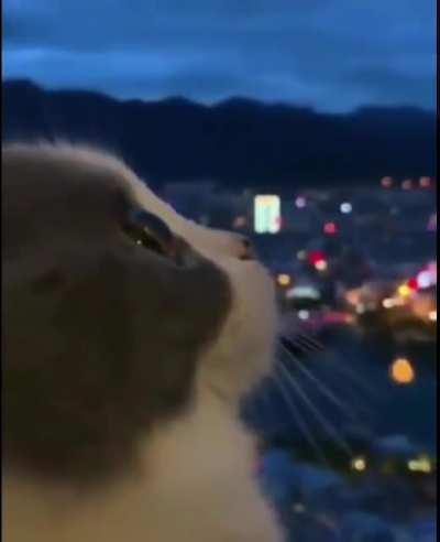 ✨don’t mind me - I’m just cleansing the feed for a few seconds✨