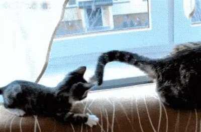 Ooh, pretty tail... uh hi?