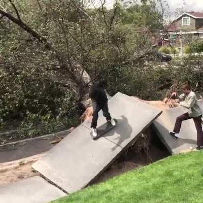 A storm took out the tree and these guys saw an opportunity