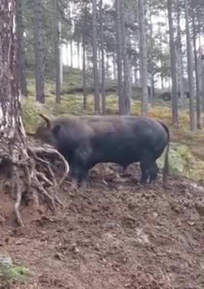 🔥 What an absolute unit