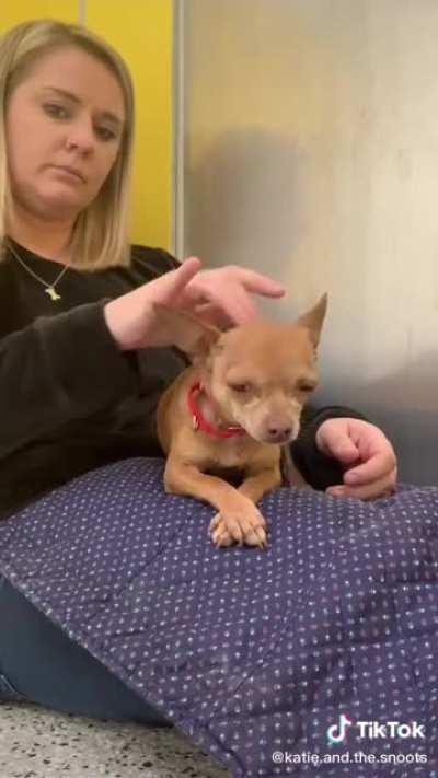 Bonding with a newly sheltered pup.