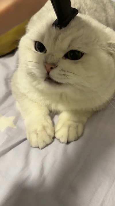 Does it hurt the cat?