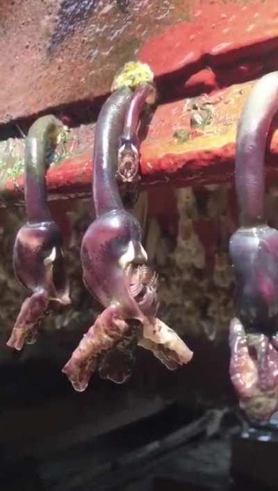 Not alien, at least we don't think so. Just a few Conchoderma Auritum hanging out.