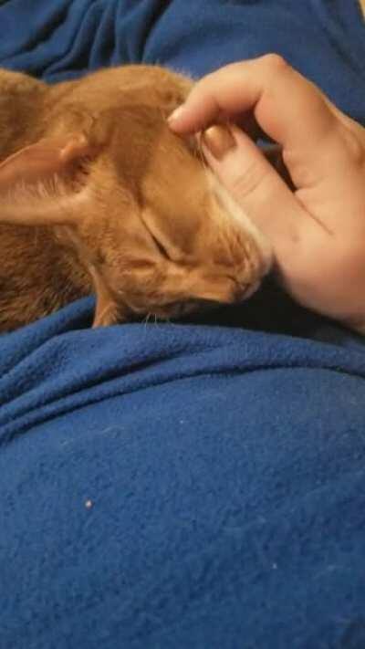 Nothing to see, just our usual evening cuddle.