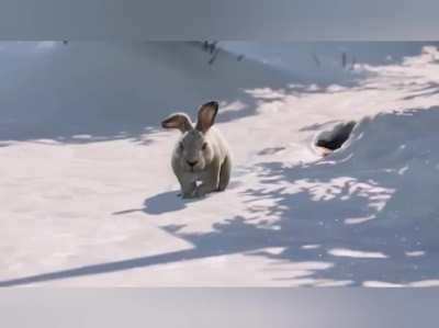 skippy attempts murder and succeeds (version that makes sense)