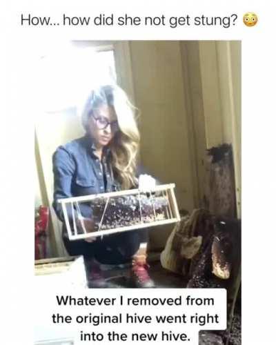 Damn when most people see 1 bee they freak out. They play an important role in our eco system. So this lady is helping big time. (: