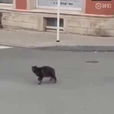 You had one job, cat!