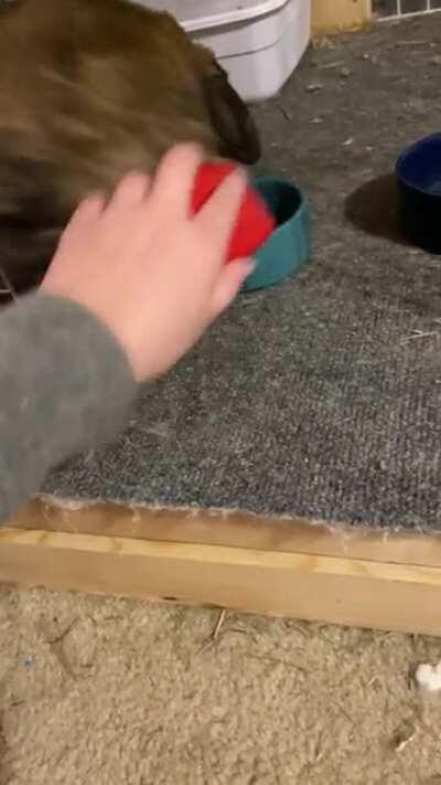 He decides when the brushing is done