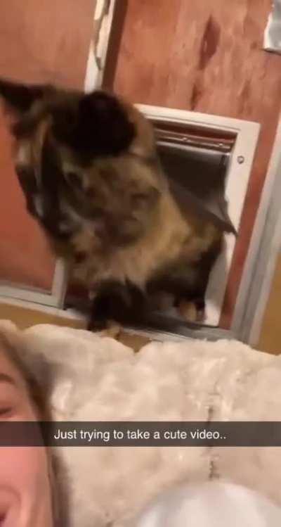 Just trying to take a cute video