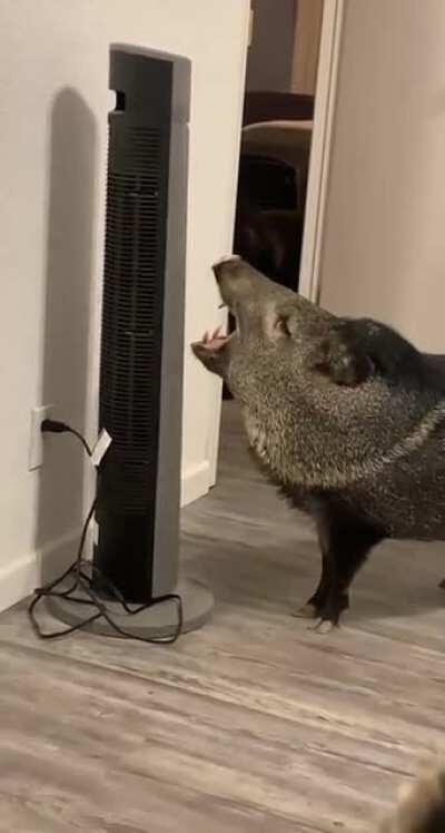 He’s a big fan of the AC