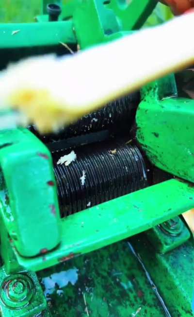 Extracting the sweet juice of sugar cane