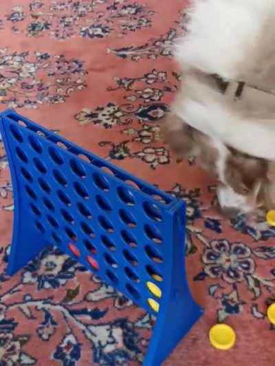 This dog really wanted to win at connect 4