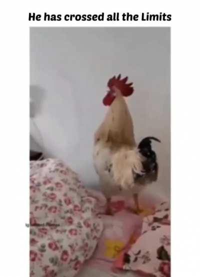 When you have prime subscription for morning alarm