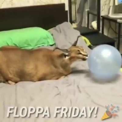 floppo friday