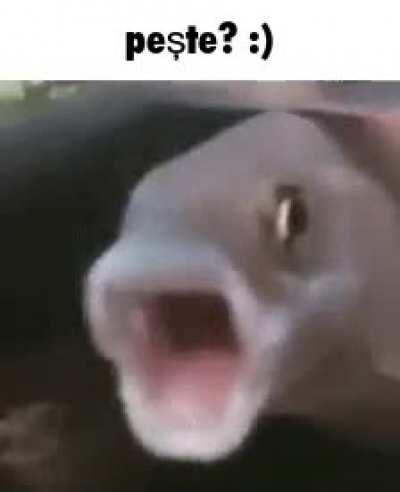 Pește? :)