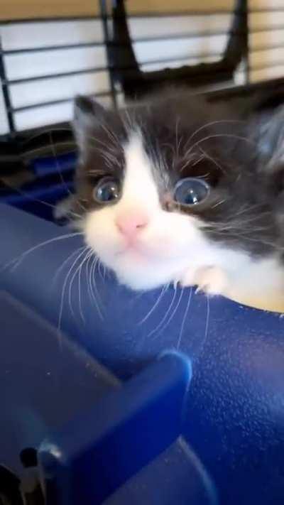 Kitten says hi and cute cats