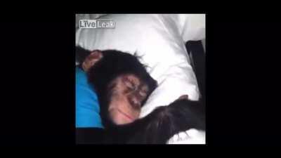 Fuck monkey monday, monkey everyday 🦧