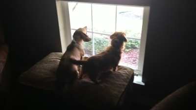 Buster (left) fell into a deep depression when his older sister passed. We couldn't stand to see him like that, so tried to see if he'd like a new brother. Within just a few days of bringing Ziggy home, he was about to get Buster to wag his tail again.